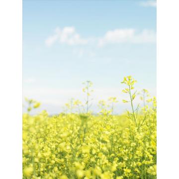 Miel de colza haute qualité Pure naturelle