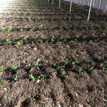 Vegetable irrigation drip irrigation