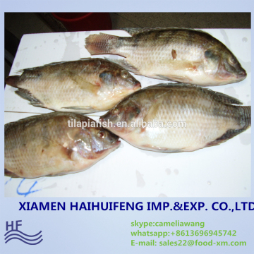 black tilapia tilapia wholesale price frozen fish tilapia