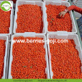 Factory Supply Natuurlijke voeding Gedroogde vruchten Goji Berry