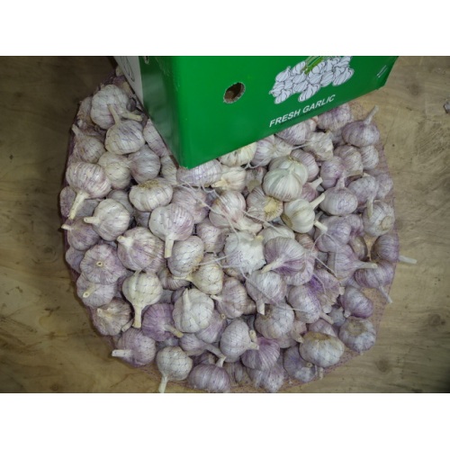 Export Crop 2020 Normal White Garlic