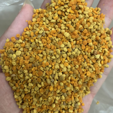 100% Rape Pollen High Quality Good Selling Price Pollen