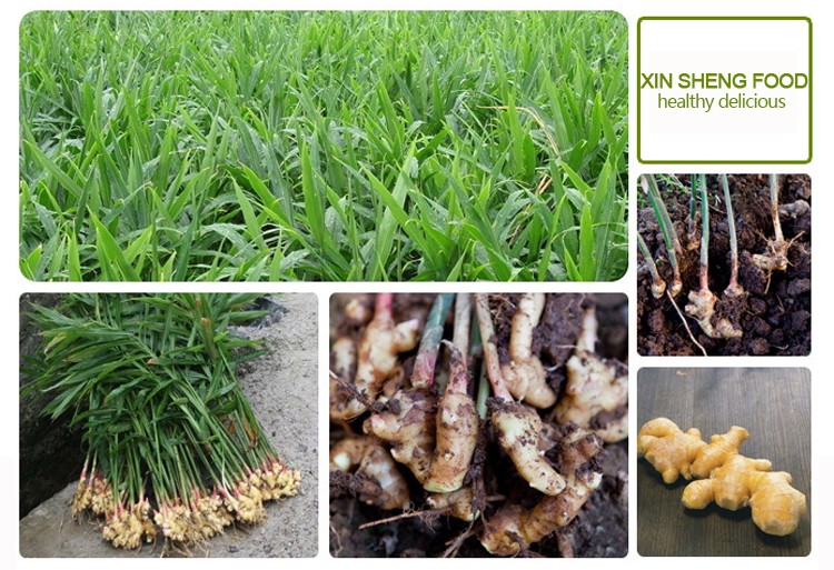 Different specification Chinese cheap price fresh ginger