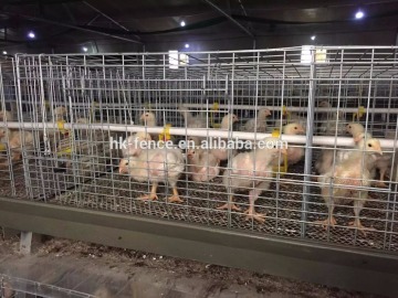 Poultry farming popular used automatic broiler chicken rearing cage