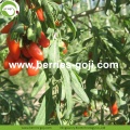 Factory Fruits Premium Dobra jakość Goji Berry