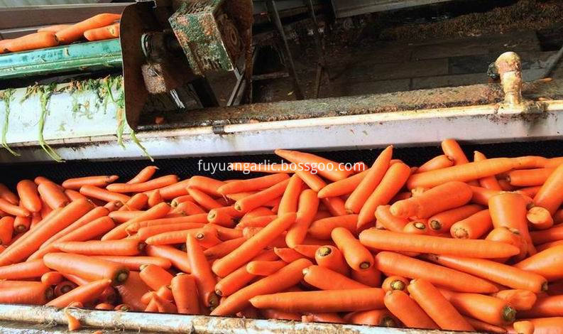 top quality fresh carrot 