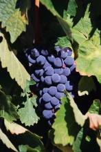 The best export grade fresh red grape