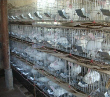 Galvanized rabbit farming cage/new rabbit cage equipment