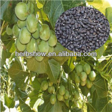 Jatropha seeds for planting