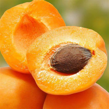 pure natural Apricot oil