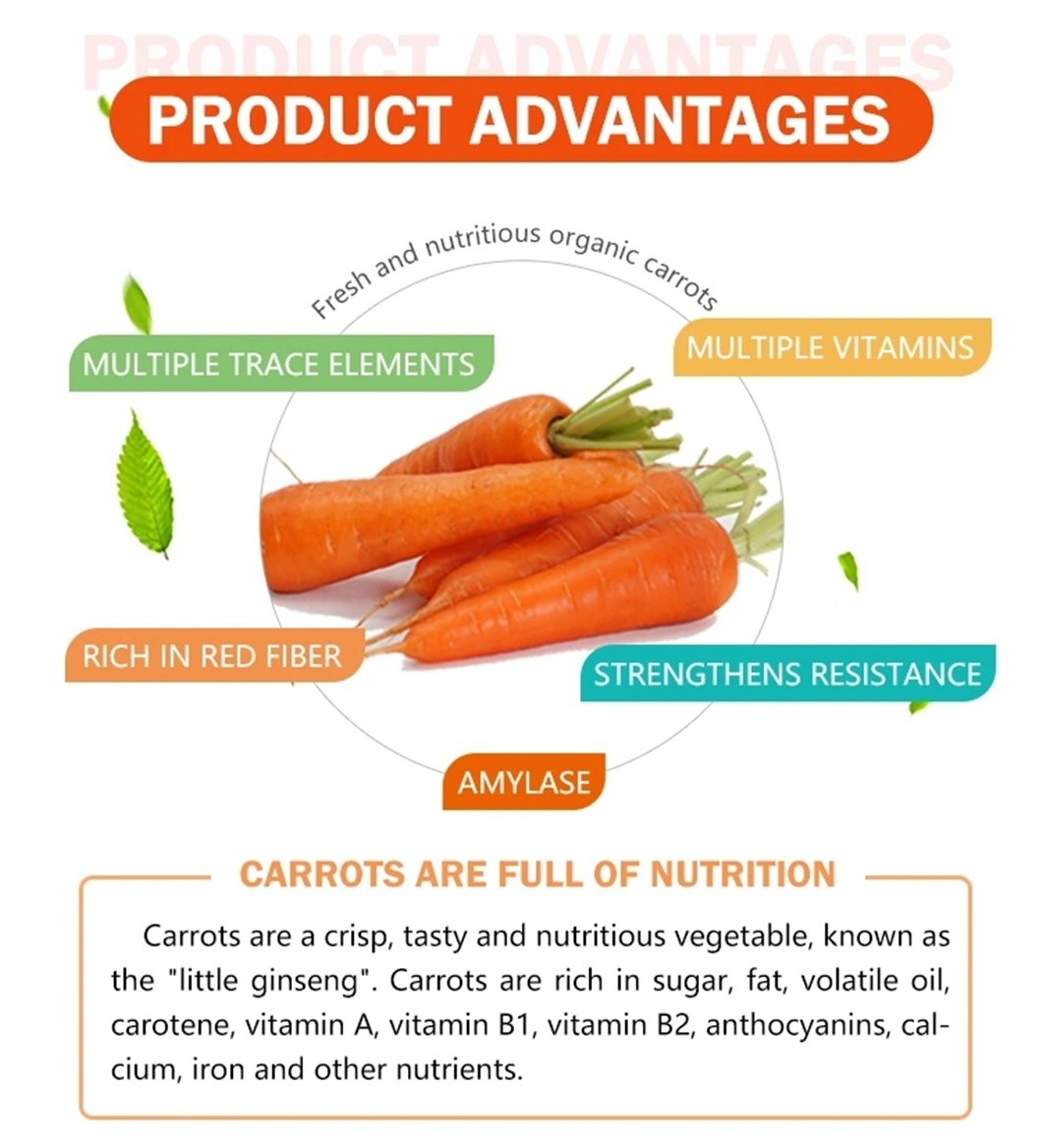 New Crop Class 1 China Shandong Xiamen Fresh Carrot