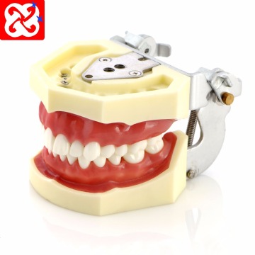 Nissin Replacement Teeth Typodont Model for Student Practice