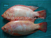 Top quality Fresh water fish frozen red tilapia fish farming