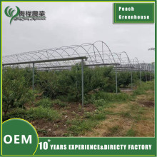 Sustainable Peach Greenhouse Solution