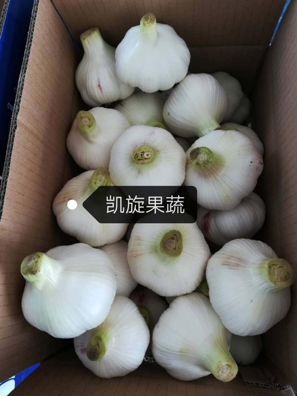 2020 shandong garlic