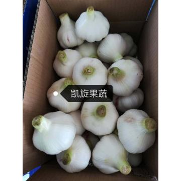 2020 shandong garlic