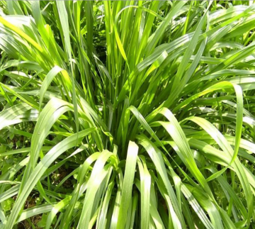 Ryegrass seeds forage seeds