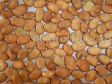 Broad bean