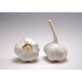 Wholesale price of good fresh garlic