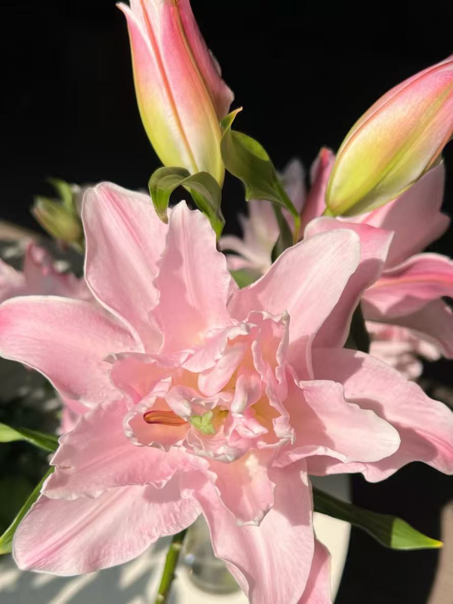 الماس المزدوج الزنبق المزدوج5 Double Diamond Double lily5