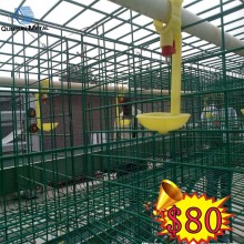 Design Layer Chicken Cage