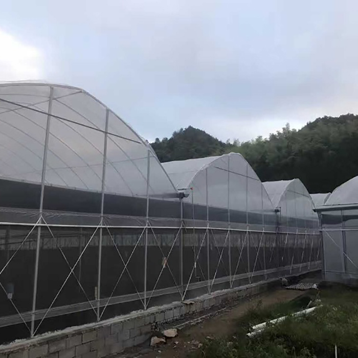 6m/8m/10m Large Multi span Film Greenhouse