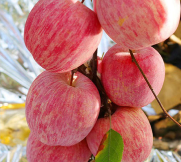 The natural and fresh sweet red Fuji