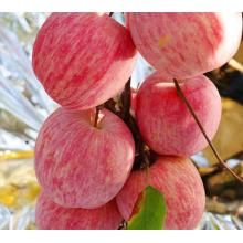 Der natürliche und frische süße rote Fuji