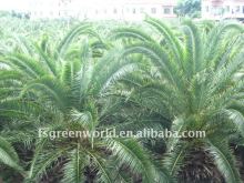 phoenix canariensis nursery
