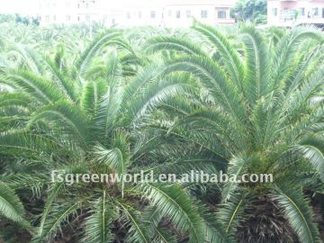 phoenix canariensis nursery