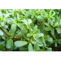 Nature Herb Medicine Purslane Herb Extract