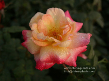 supplier of rose bare roots	