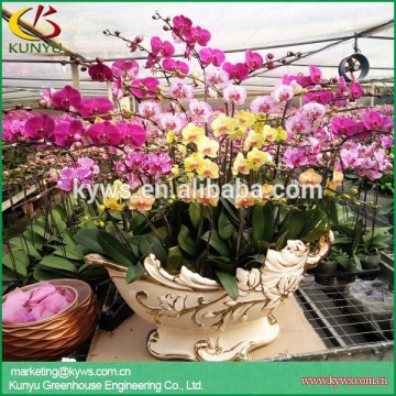 Wholesale Orchid phalaenopsis seedlings for sale