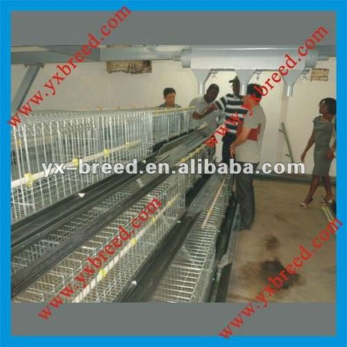 Cage systems and other equipment for poultry farmers of all sizes