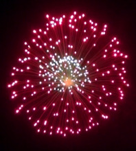 Red Peony Celebration Display Shells