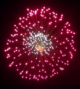 Red Peony Celebration Display Shells