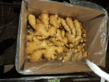 chinese fresh vegetable ginger