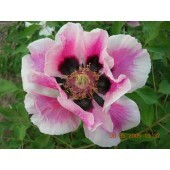 Wholesale Hardy grafted rockii peonies