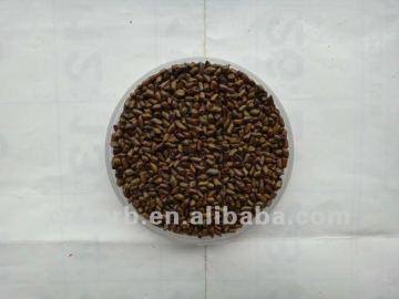 Senna seed,Chinese senna,Sicklepod,Sickle senna,Ketsumeishi,Cassia,Sicklesenna seed,obtusifolia for pillow and toy filler stuff