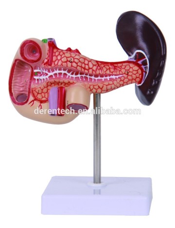 Human Pancreas, Duodenum and Spleen .