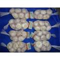 Wholesale Normal White Garlic