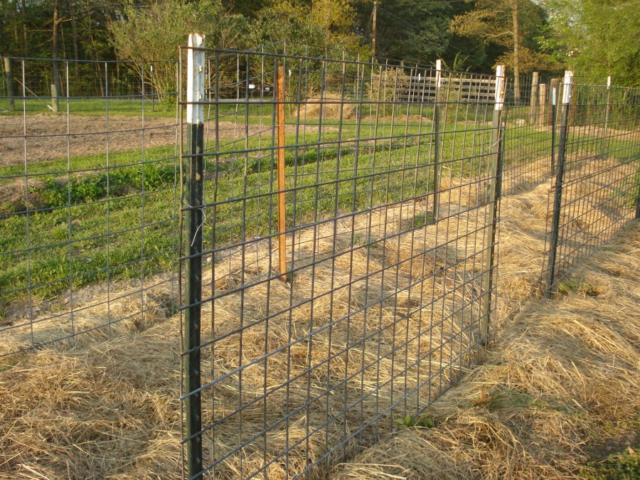 used fence 8 feet t posts for sale