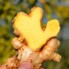 Direct Supplying Brand Fresh Ginger from Laiwu Manhing