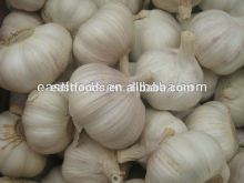 common white garlic from China