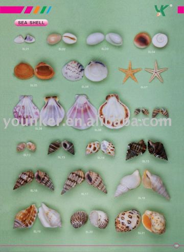 Seashell