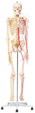 The distribution of main arteries and nerves in male skeletal muscles 173cm