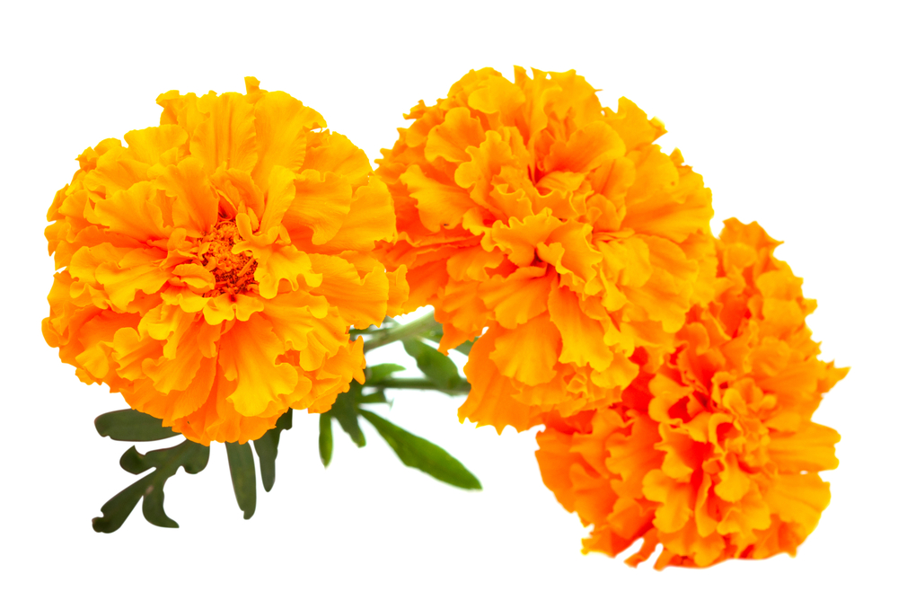 Marigold Extract