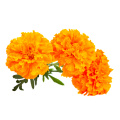 Zeaxanthin-Flüssigkeit in Sonnenblumenöl (10% HPLC)