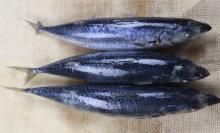 Sea Frozen Whole Round Mackerel