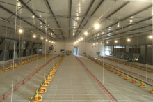 Auto. chicken pan feeder